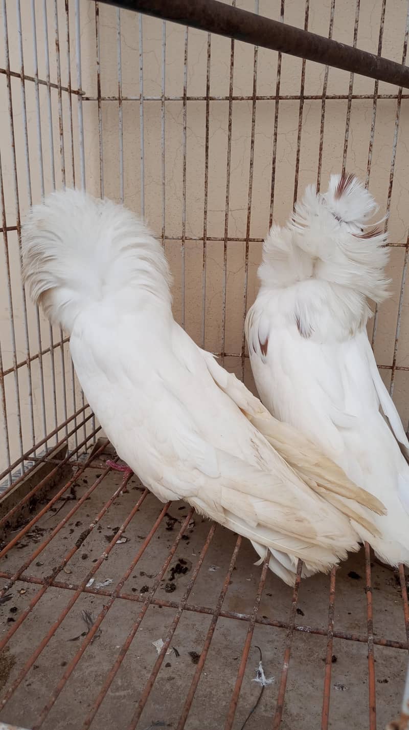 Jacobin pair 3