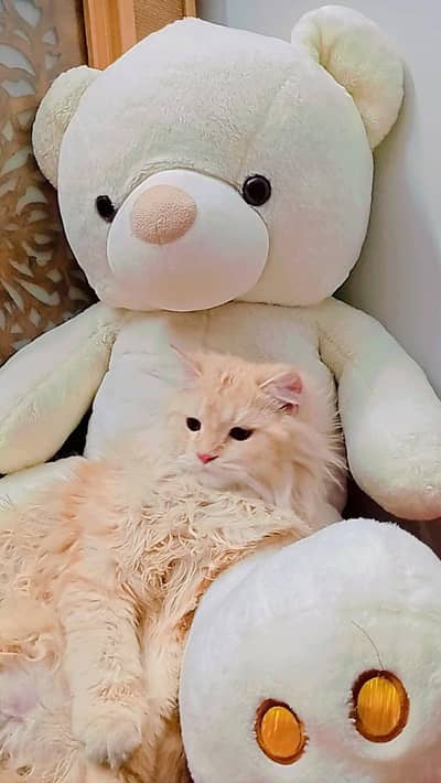 male Persian cat available for sale