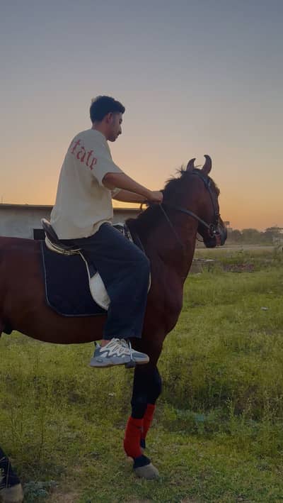 Dase horse for sale best smooth riding karay ga bhot shareef a