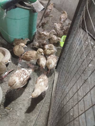 Teetar chick pair