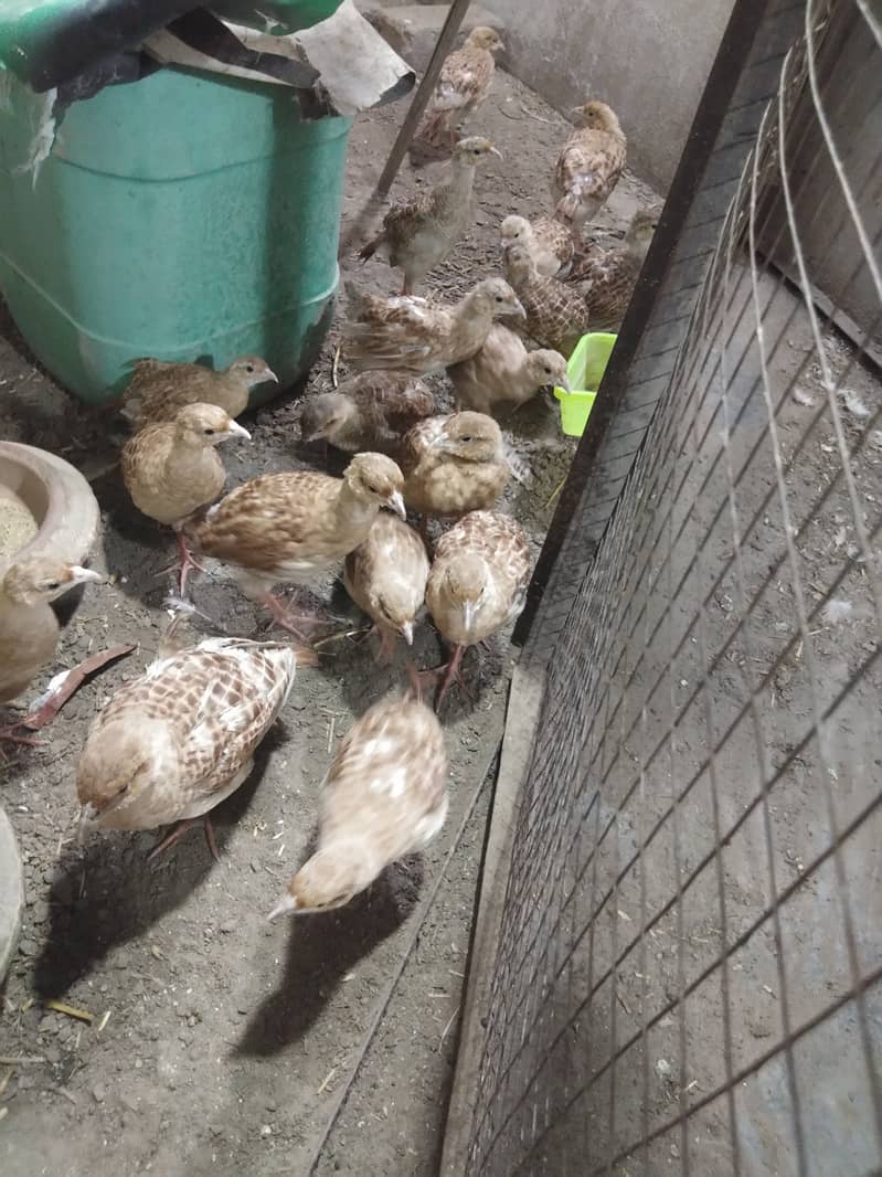 Teetar chick pair 0