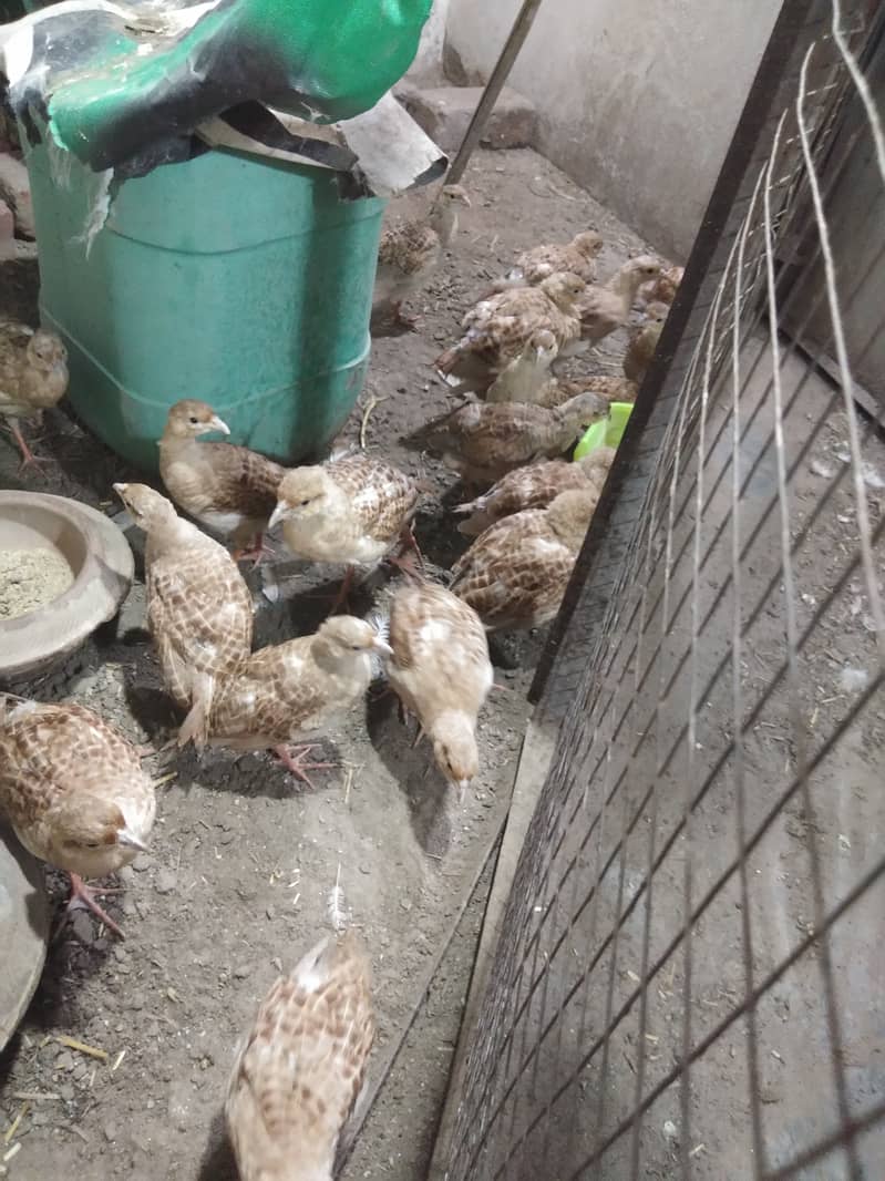 Teetar chick pair 1