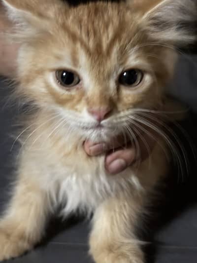 Female Baby cat