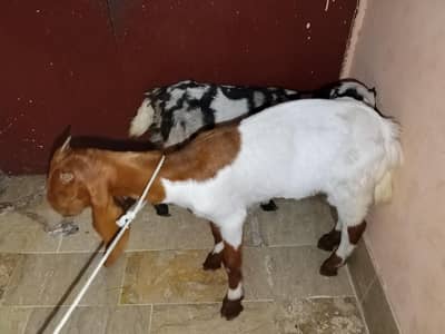 Bakri k Bachche Sale 2 Narr