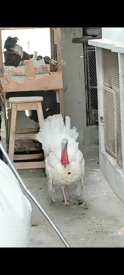 Turkey japanese