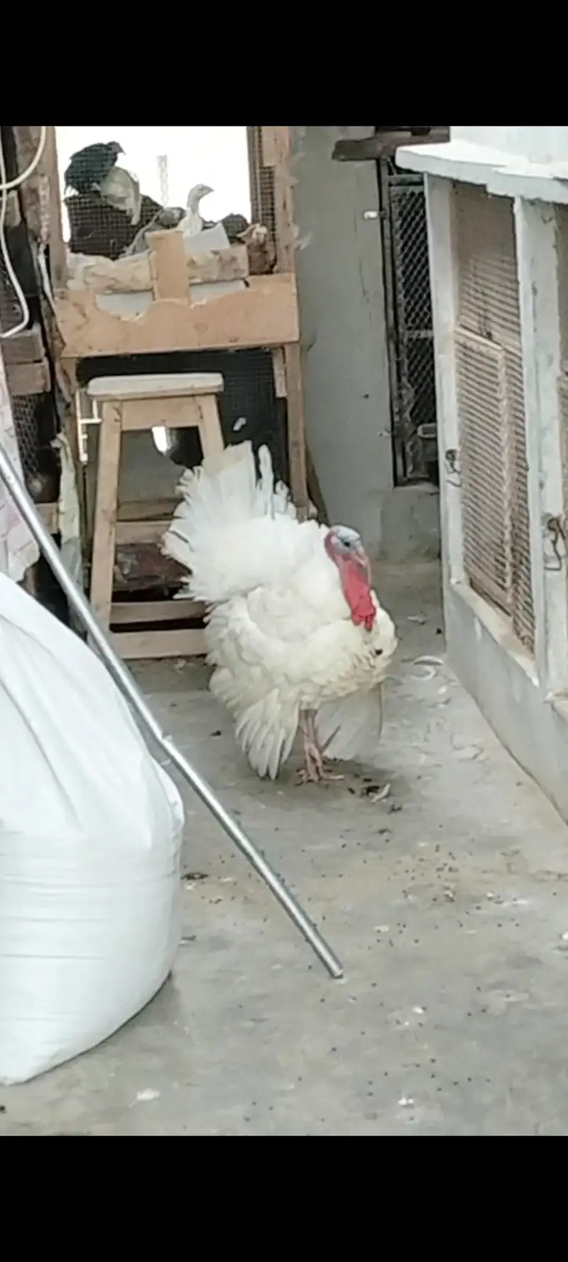 Turkey japanese — photo 2