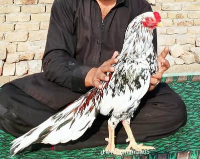 aseel mianwali