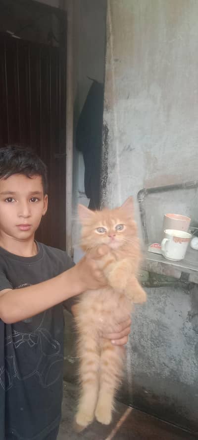 Persian kittens