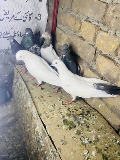 Breeder Pigeon full setup