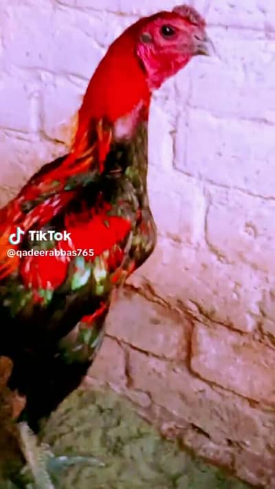 pure black and brown dragon top quality chicks full black skin