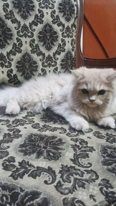 Persian cat for sale