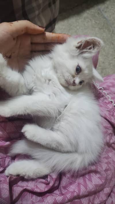 Persian cat