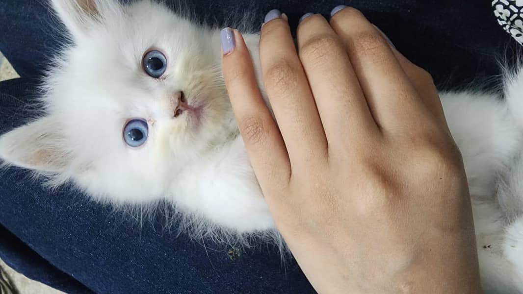 Persian cat 1