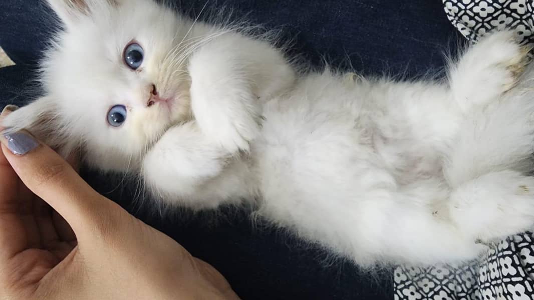 Persian cat 2