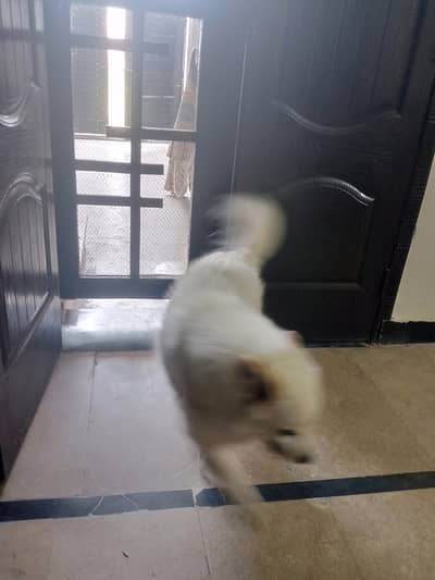 Russian Dog