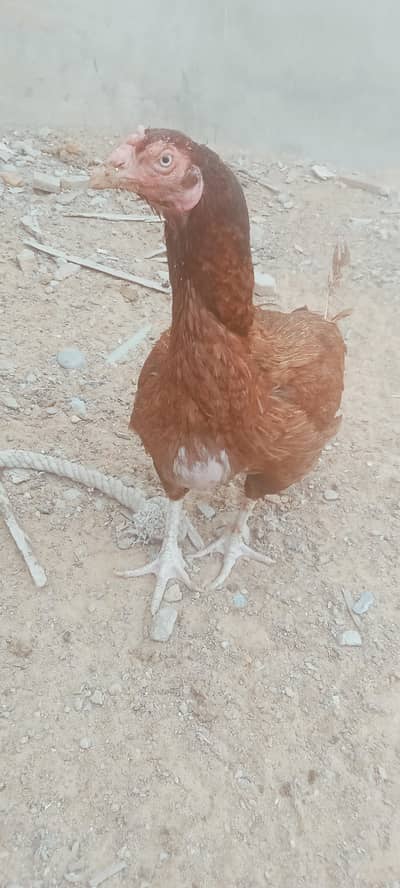 breader hen's roaster