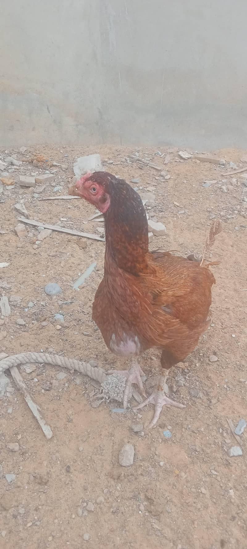 breader hen's roaster 1