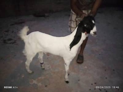 bakri aur bacha
