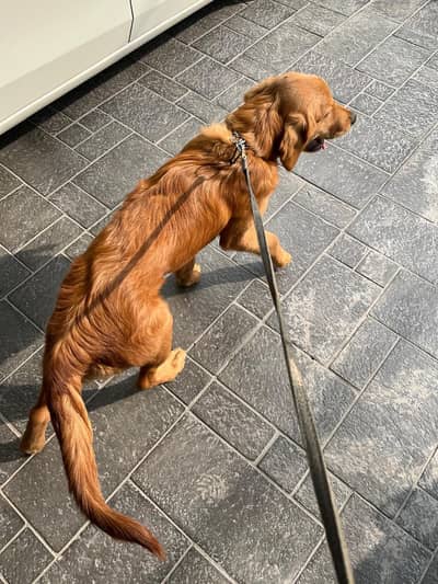 Muffin female dog