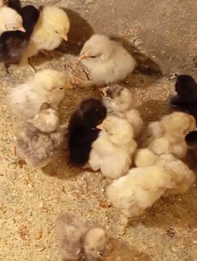bantam chicks for sale