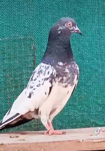 Teddy Golden pigeons Available in Reasonable price