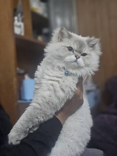 Male Pure Himalayan for sale