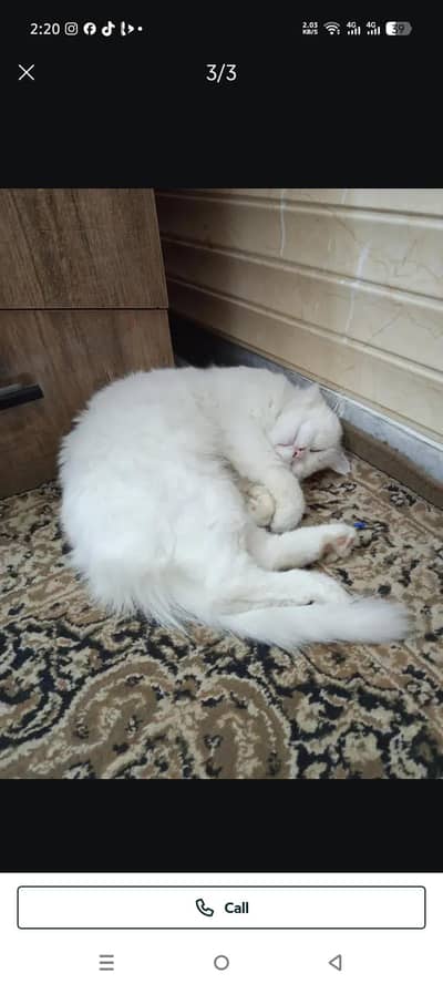 Urgent for sale cat female sth 3 bacha