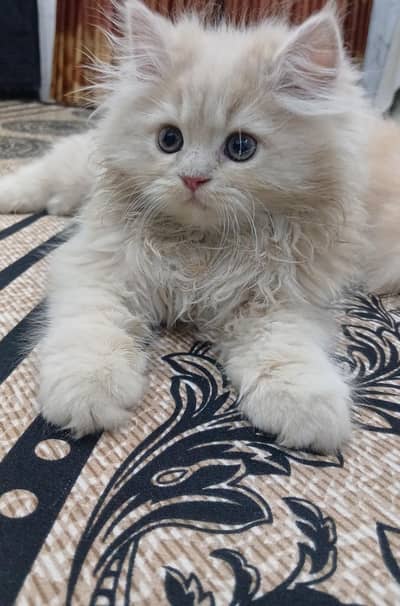 Persian doll face kitten for sale
