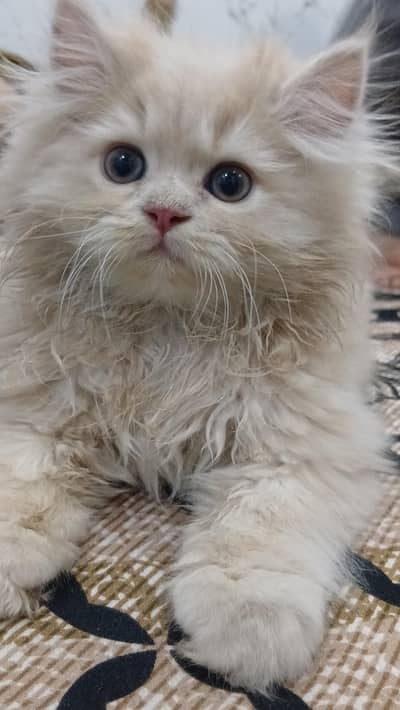 Persian pair kittens for sale