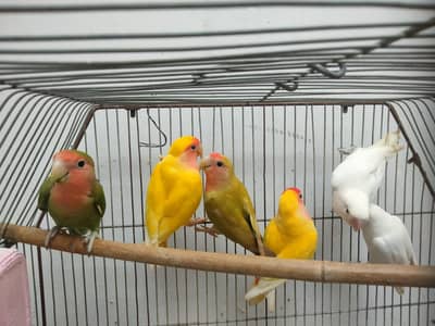 1 cage,love bird,lotino and albino