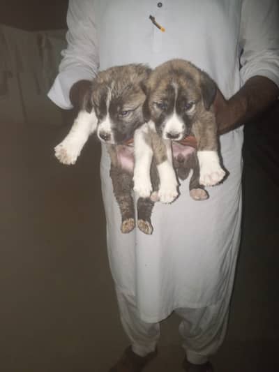 Alabai pets pair is for sale