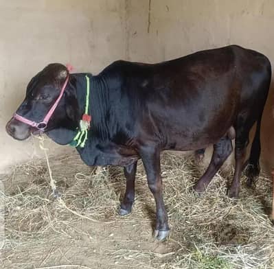 Dessi wacha kheera