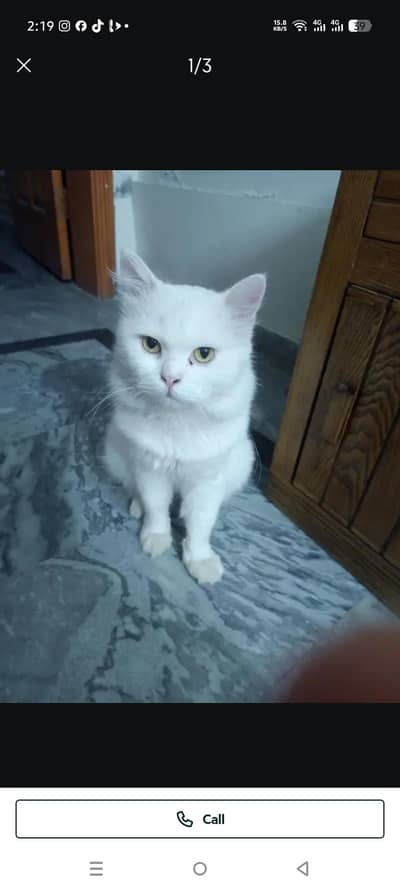 Urgent for sale persion female sth 3 bacha