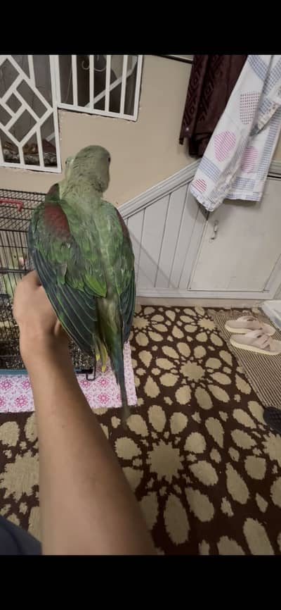 Parrot pair for sale