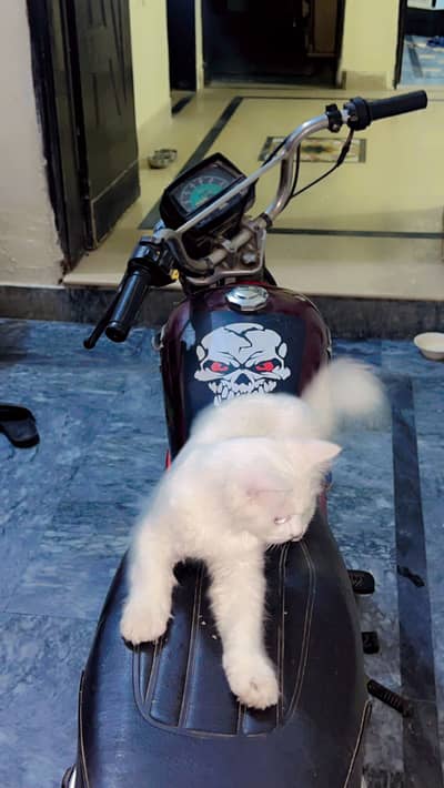 Road prince 70 for sale
