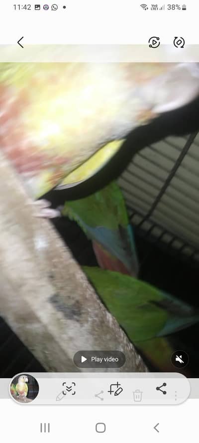 All birds avaliable