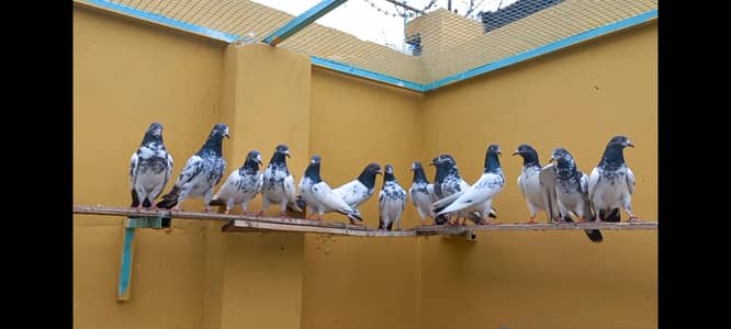 urgent sale