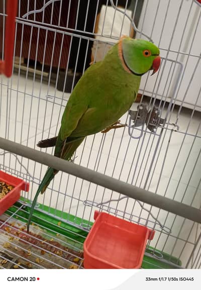Ringneck parrot