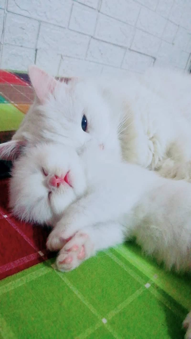 Persian Kittens 0