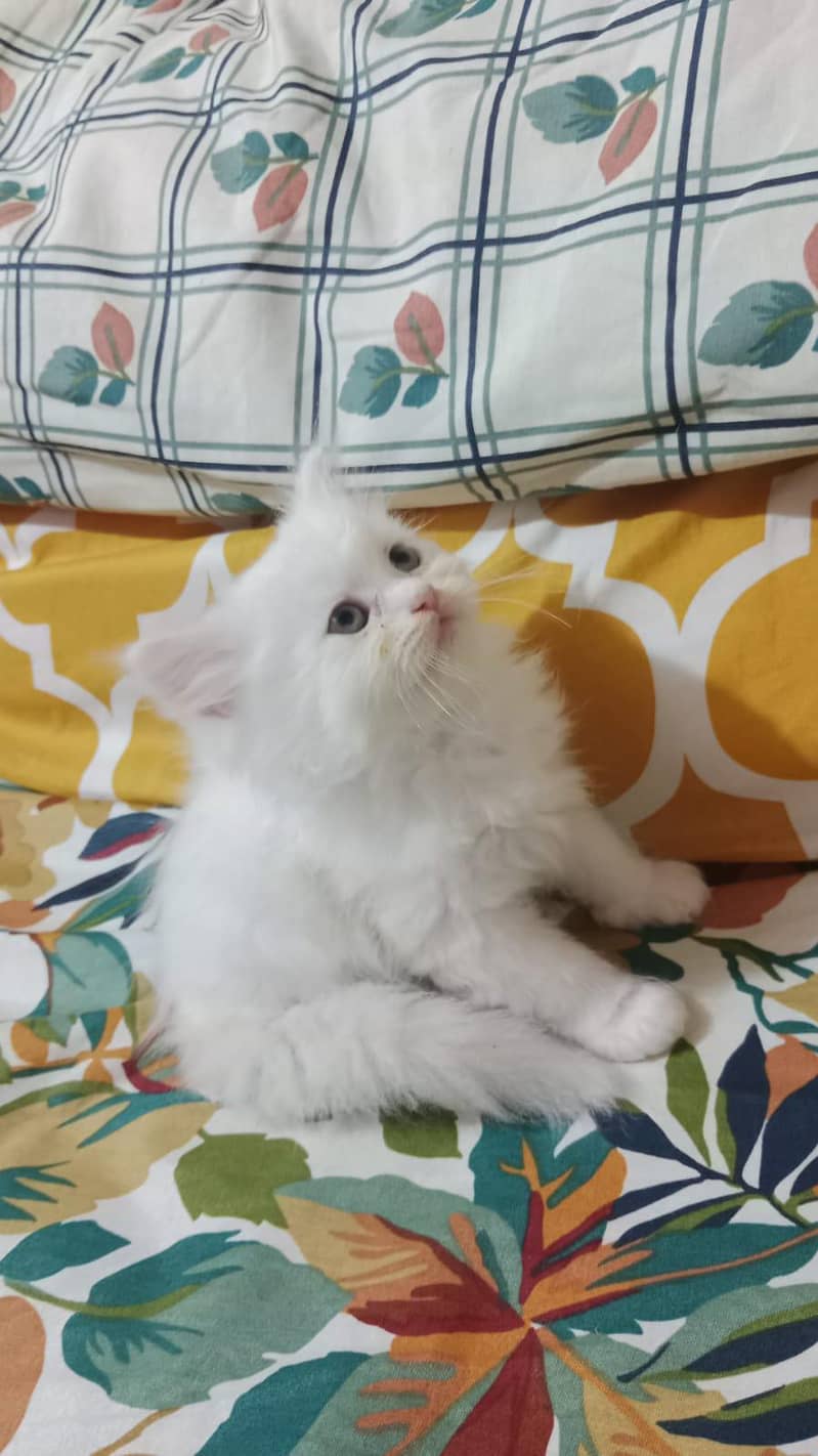Persian Kittens 1