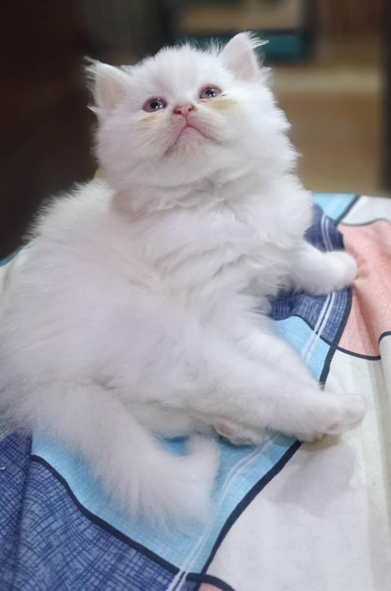 Persian Kittens 2