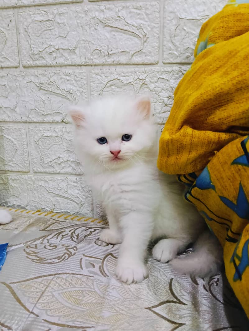 Persian Kittens 3