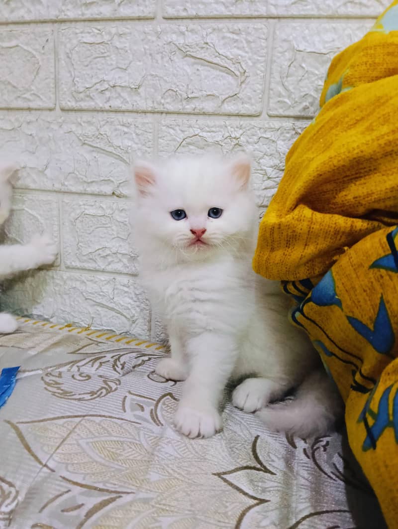 Persian Kittens 4