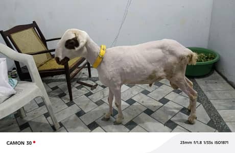 abi donda nahi h