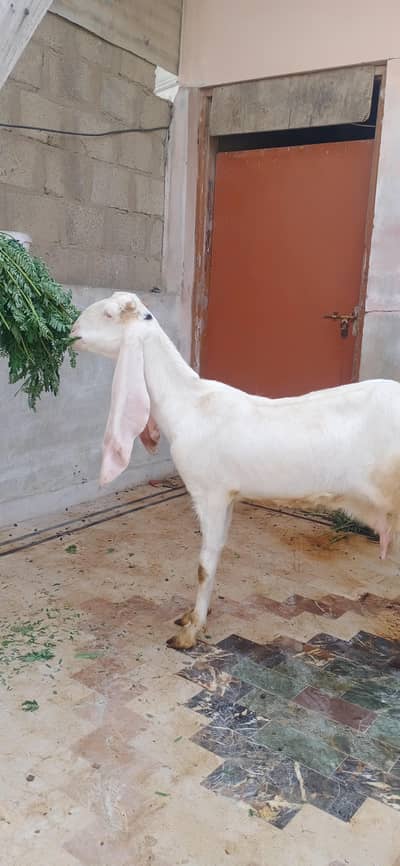 gulabi baakri