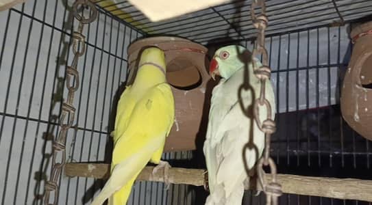 Breadr mail Yellow or White
