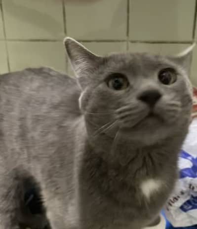 Short hair cat
