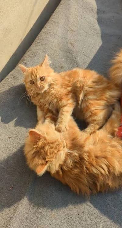 heavy furry coated bhallu kitten