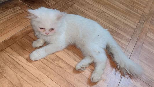 persian female kitten please contact this number 0313 4759258