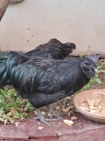 pure quality 100 % fit and healthy female egg laying